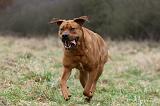 TOSA INU 544